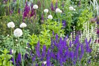 Salvia nemorosa in mixed planting combination in show garden at RHS Chelsea Flower Show 2008