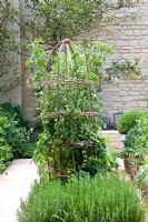 Tomato climbing up willow wigwam - 'Summer Solstice' Garden, Sponsor - Daylesford Organics - RHS Chelsea Flower Show 2008 