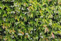 Trachelospermum jasminoides AGM - Confederate jasmine or Star jasmine