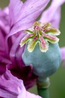 Papaver somniferum - Opium Poppy seedhead 