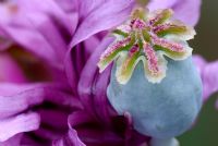 Papaver somniferum - Opium Poppy seedhead