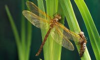 Aeshna grandis - Brown Hawker dragonfly- with exuvia