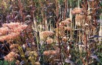 Atriplex hortensis, Veronicastrum virginicum 'Album' and Valeriana officionalis seed heads in border