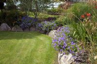 Mixed raised borders of blue Geranium,  Crocosmia and tall ornamental grasses at High Coley Lane Farm, Staffordshire 