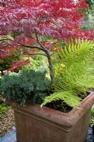 Large square terracotta container planted with Acer dissectum, Fern and dwarf conifer Primary colour combinatrion of Red Green Blue