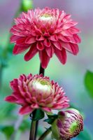 Dahlia 'Viking' - Multi flower heads stems and petals of decorative dhalia producing deep red blooms