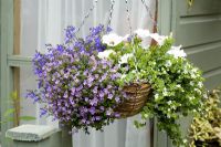 Hanging basket hanging from summer house wall containing white Petunia surfinia 'Kesupite', trailing Lobelia 'Sapphire' deep blue trailing flowers, Bacopa 'Snowflake' and Bacopa 'Blue'
