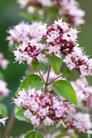 Hyssopus 'Hyssop' aromatic shrubs has pink flowers