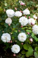 Rosa 'Little White Pet' - Polyantha Rose with red buds open to dense sprays of fully double white flowers 