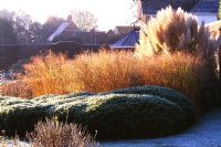 Frosty border with pampas grass, grasses and Hebe in garden designed by Duncan Heather 
