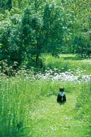 Cat in a meadow on a quiet day in garden - 
Otley Hall, Suffolk
