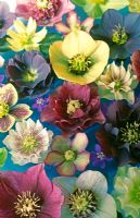 Hellebores floating in dish of water 