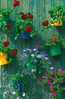 Painted tins with Geraniums, Petunias and Convolvulus hung on painted wood