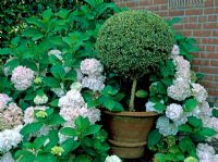 Clipped topiary tree in container surrounded by Hydrangea - East Ruston Old Vicarage, Norfolk