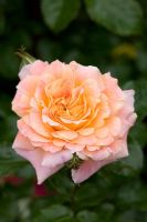 Rosa 'Designer Sunset' - Patio Rose