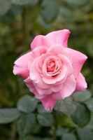 Rosa 'Tickled Pink'