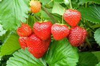 Fragaria 'Alice' - Strawberries 