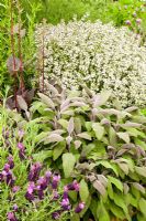 Mixed herbs including Thymus, Salvia officinalis and Lavandula stoechas 'Devonshire Compact'