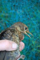Turdus merula - Juvenille blackbird entangled in polypropylene netting