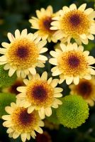 Chrysanthemum 'Sunny le Mons' with Chrysanthemum 'Feeling Green'