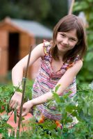 Nine year old girl picking peas on an allotment uk smiling to camera