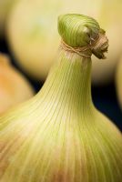 Allium 'Mammoth Improved' - Onion prepared for show