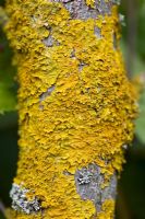 Foliose lichen on tree trunk