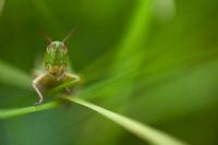 Grasshopper sitting on grass