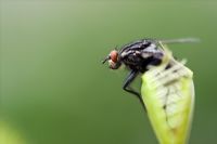 House fly caught in Dionaea muscipula - Venus fly trap