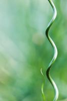 Juncus effusus 'Big Twister' - Spiral Rush, Corkscrew grass