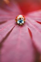 Adalia 10 punctata - Ladybird on an Acer leaf
