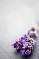 Lavandula angustifolia - Lavender on slate 