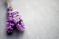 Lavandula angustifolia - Lavender on slate