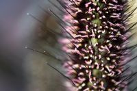Pennisetum glaucum 'Purple Baron' - Ornamental Millet