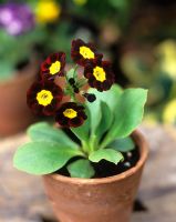 Primula auricula 'Charlie's Aunt'