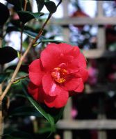 Camellia 'Adolphe Audusson'
