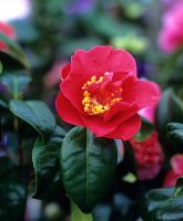 Camellia japonica 'Blackbournia'
