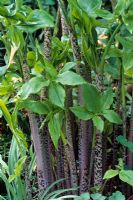 Dracunculus vulgaris - Arum Dracunculus with thick blotched stems and Spring foliage