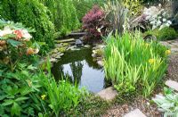 Pond with Iris Pseudoacorus, Tree Peony, Olearia scilloniensis, Berberis and Phormium - Hunmanby Grange, Yorkshire
