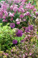 Weigela florida, Syringa, Foliis purpureis and Allium 'Purple Sensation' 