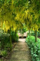 Path leading to seating area in Laburnum tunnel underplanted with Alchemilla mollis 