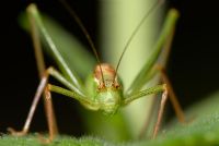 Leptophyes punctatissima - Speckled Bush Cricket 