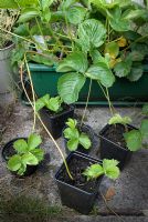 Cultivating new strawberry plants from parent plant to increase stock