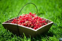 Ribes rubrum - Freshly picked red currants