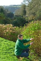 Darren Dickey, Head Gardener at Trebah, nr Falmouth, Cornwall, pruning Hydgrangeas 