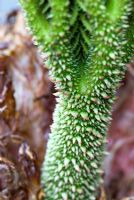 Prickly stems of new leaves emerging from the crowns of Gunnera manicata