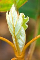 New leaves of Hydrangea quercifolia