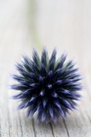 Echinops ritro 'Veitchs Blue' - Globe Thistle