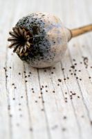 Papaver - Poppy seed head and scattered seeds