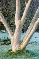Eucalyptus pauciflora niphophila and lawn covered with frost - Woodpeckers, Warwickshire